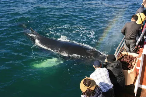 IJsland op het gemak in hotels foto 17