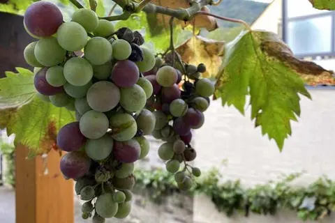 MOSELTEL Ernst/Cochem foto 18