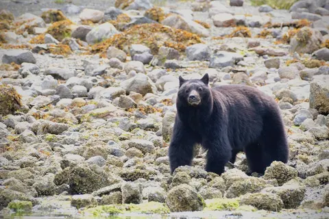 The Ultimate Western Canada Experience foto 2