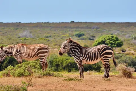 De Hoop Collection in De Hoop Nature Reserve — foto 9