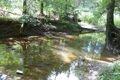 Camping Bockenauer Schweiz foto 12