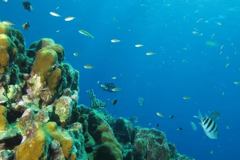 Scuba Lodge Lagun Beach foto 5