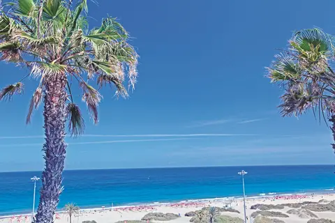 Tabaibas in San Bartolomé de Tirajana — foto 5