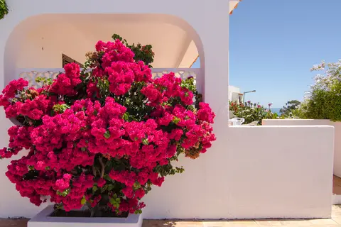 Varandas do Atlântico in Albufeira