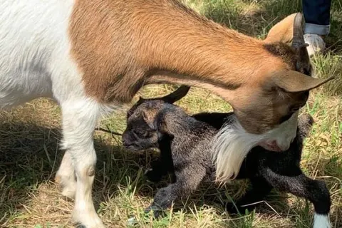 Camping Les Lacs D Armagnac foto 9