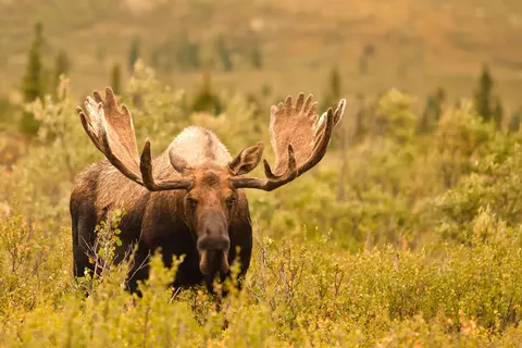 Ontdek Alaska foto 12