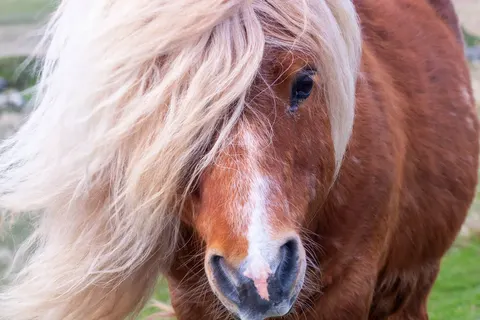 Orkney en Shetland Eilanden foto 27