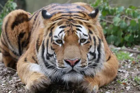 Parkhotel Landau foto 23