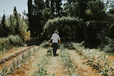 Phãea Cretan Malia in Δημοτική Ενότητα Μαλίων — foto 15