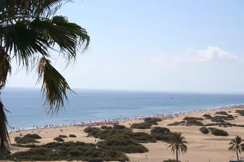 Tabaibas in San Bartolomé de Tirajana — foto 6