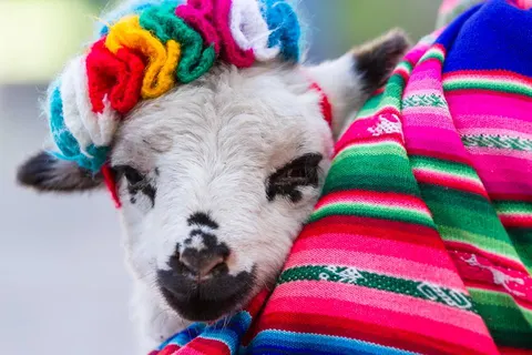 15 daagse reis Noord Peru & Machu Picchu in Distrito de Cusco — foto 5