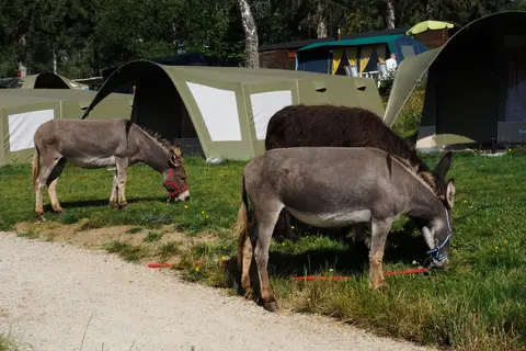 Knaus Campingpark Lackenhäuser in Neureichenau — foto 7