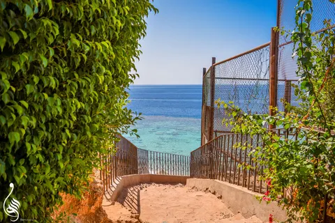 Dive Inn in Sharm El Sheikh — foto 5
