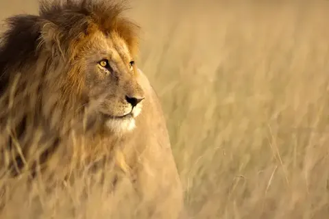 A Wildlife Adventure in Kenya foto 6