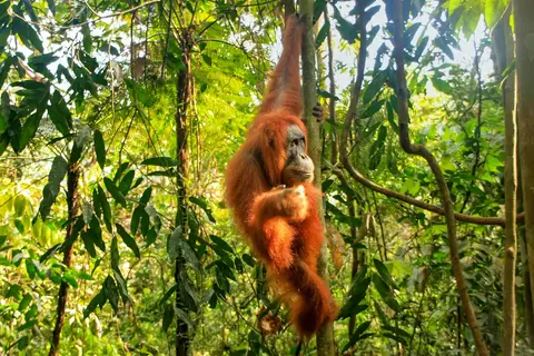 Ontdek Noord-Sumatra en relax op Bali in Jiwa Baru