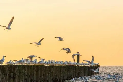 Fewo Oostkapelle foto 5