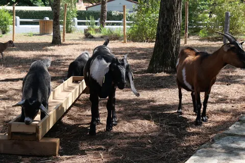 Flower Camping Au Bois Des Biches foto 30
