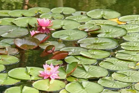 Bospark Markelo foto 9