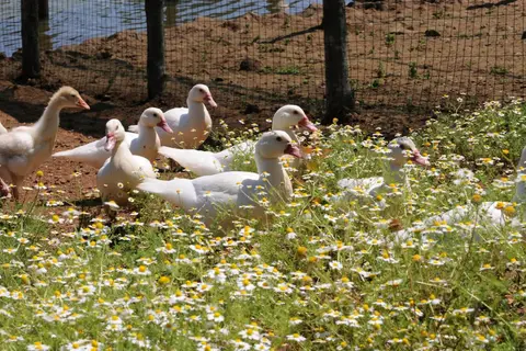Popilia Country Resort in Pizzo — foto 16