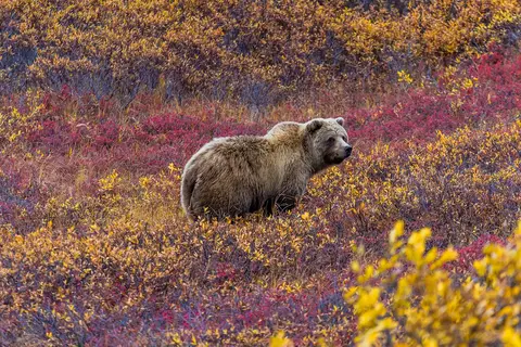 Grand Alaska Tour in Valdez — foto 4