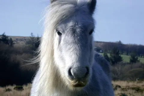 Isle of Wight, Devon and Cornwall in Zuid-Engeland, Devon en Cornwall — foto 15