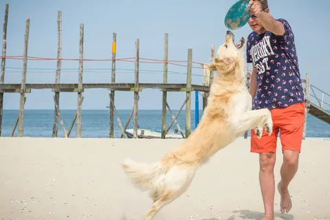 Villapark Residentie Texel foto 6