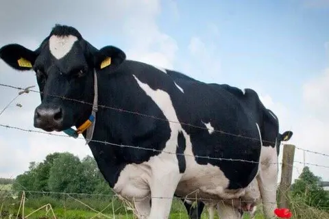 Hotel Restaurant Vijlerhof foto 8