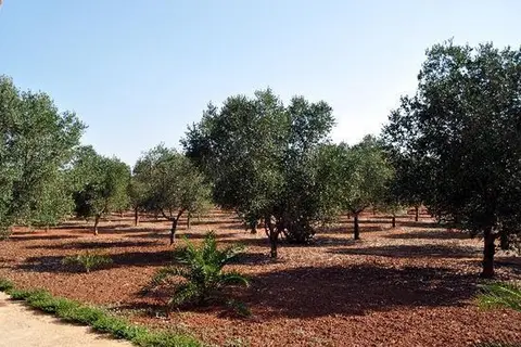 Masseria Chicco Rizzo in Sternatia, foto 4