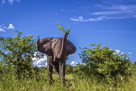 Discover Magnificent Eastern South Africa foto 5