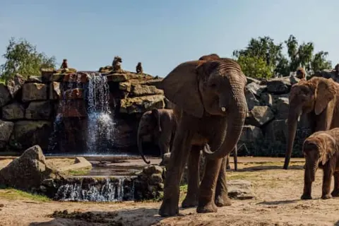 Safari Resort Beekse Bergen foto 9