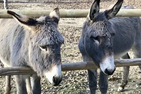 Camping La Riviere foto 14