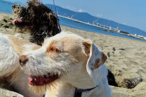 Camping Taimí foto 8