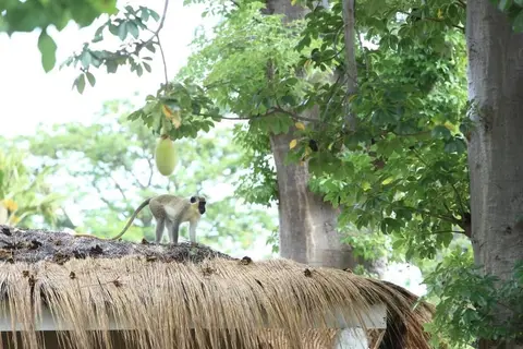 Les Paletuviers in Toubacouta — foto 5