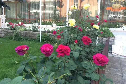 Olymp in Несебър — foto 4