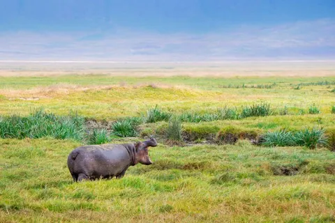 Explore the Great Nature of Tanzania foto 2