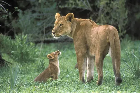 Wonderlik Suid-Afrika in Pretoria — foto 4