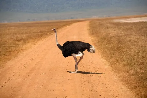 Tanzania Compleet foto 11