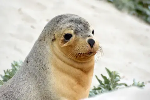 Discover the Splendid South in Melbourne — foto 6