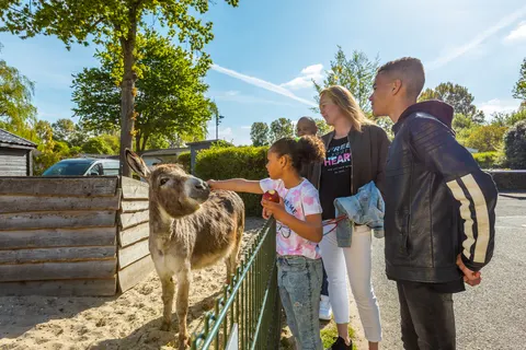 Vakantiepark Molengroet foto 3