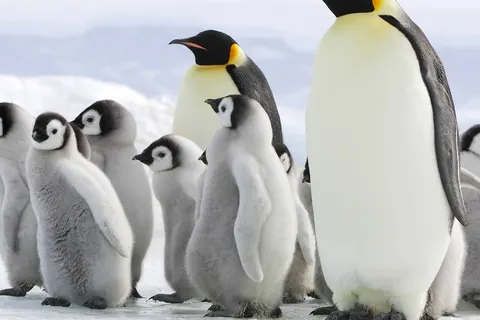 Once in a lifetime experience to Antarctica foto 5