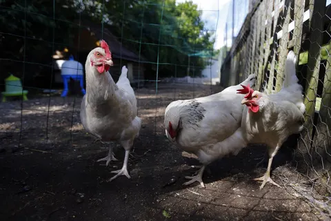 Bel Air Village Le Brabois foto 9