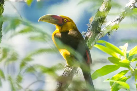 Explore the Gold Route of Brazil in Belo Horizonte — foto 5