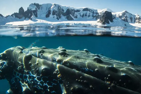 Expeditiecruise Antarctica per m/v Hondius in Cruisereizen — foto 4