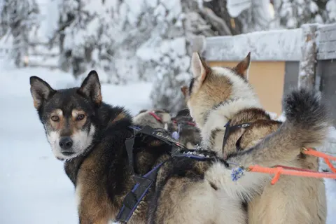 8 daagse excursiereis Aurora Deluxe Week foto 5