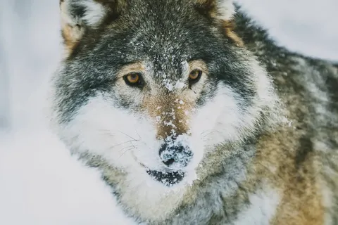 Ontdek het winteravontuur vanuit Geilo foto 10
