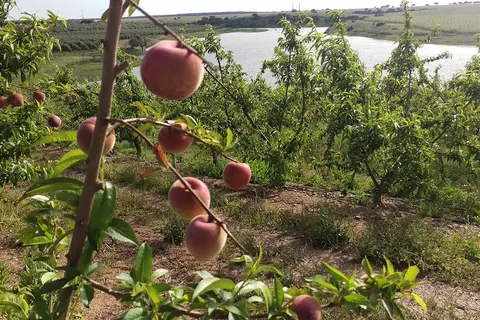Hotel Rural Vila Gale Alentejo Vineyards foto 10