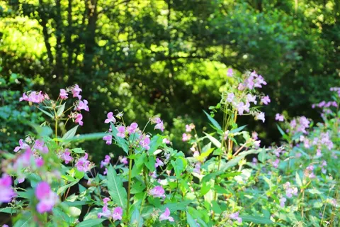 Camping Hameau De L Ourthe foto 15