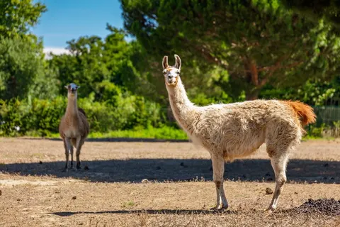 Camping Le Sainte Marie foto 7