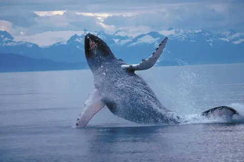 Alaska & Yukon Highlights foto 2