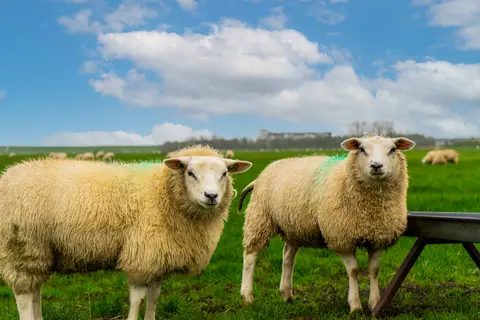 Texel in De Cocksdorp — foto 7